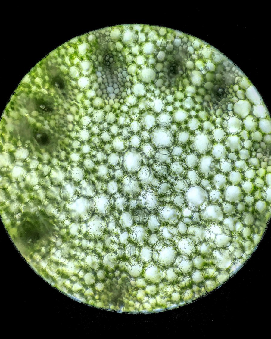 Plant cell structure under the microscope